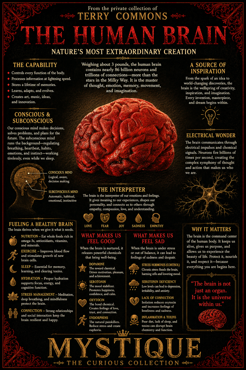 The Human Brain