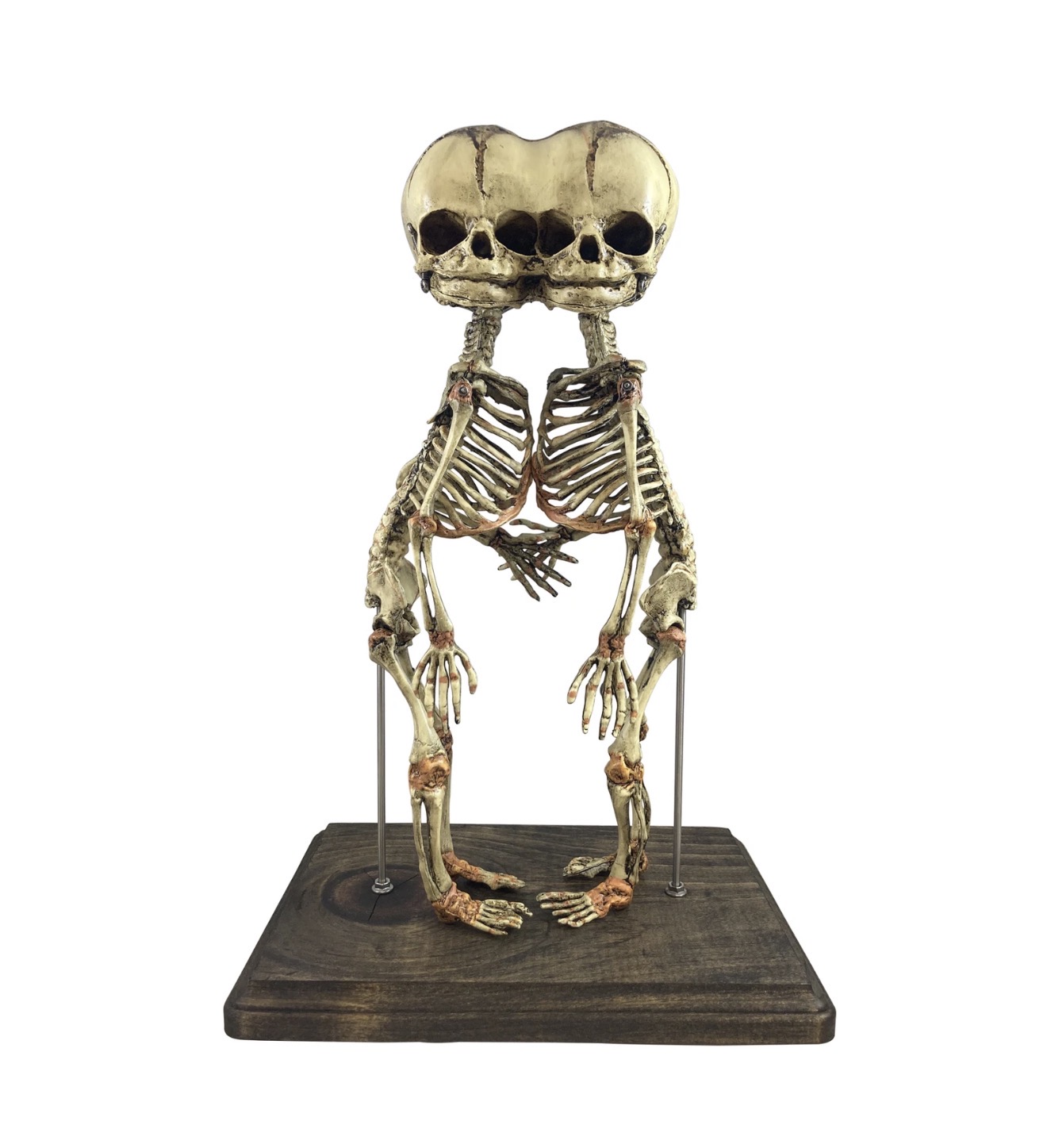 Human Curiosities
