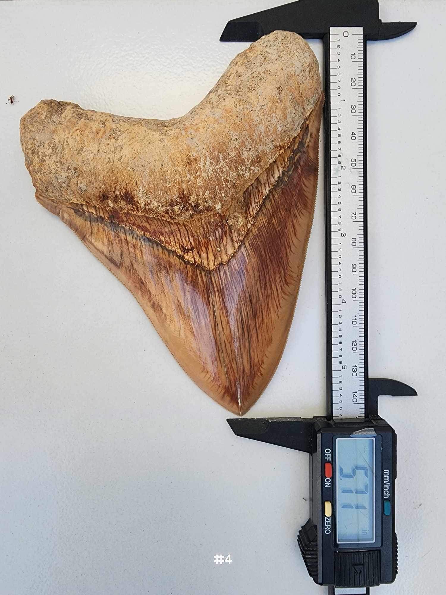 Natural History